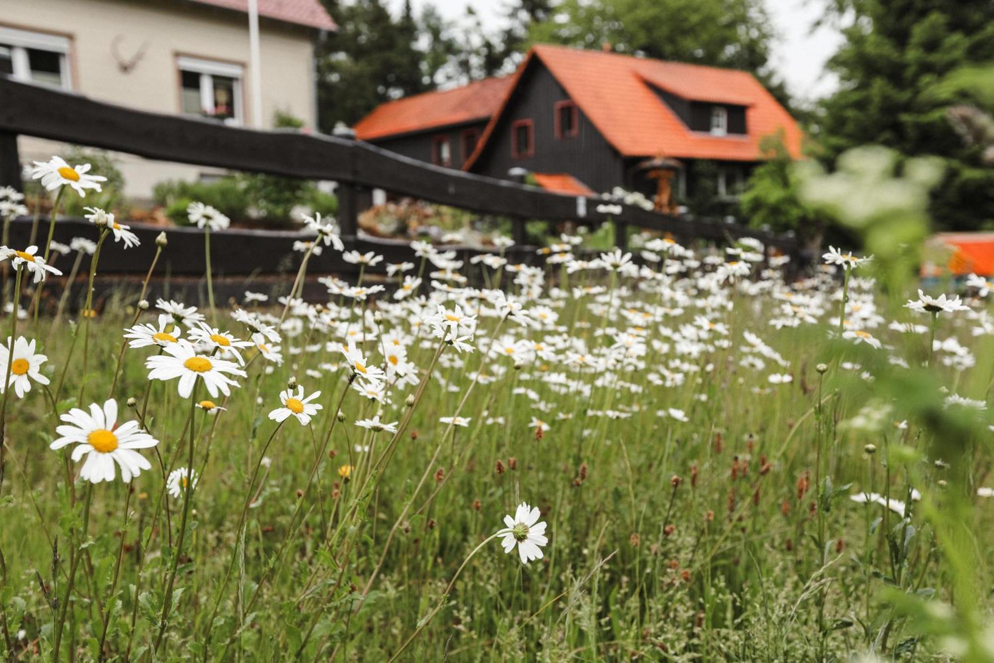 Terrassenhaus Im Harz, Pool, Sauna, Wlan Braunlage Extérieur photo